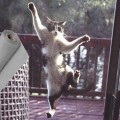 Σήτα πανί pet screen ειδικό για κατοικίδια